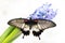 Papilio lowi large tropical butterfly of the Sailing family with open wings sits on a flowering hyacinthe