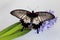 Papilio lowi large tropical butterfly of the Sailing family with open wings sits on a flowering hyacinthe