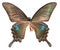 Papilio maackii Butterfly
