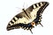 Papilio machaon