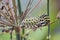 Papilio machaon Old World swallowtail butterfly Papilionidae yellow Caterpillar Portrait Macro