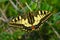 Papilio Machaon (Papilionidae) - Swallotail