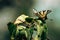 Papilio machaon sitting on green leaf