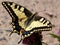 Papilio Machaon, Swallowtail Butterfly