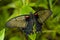 Papilio Memnon, The Great Mormon Swallowtail