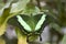 Papilio Palinurus Butterfly.