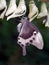 Papilio palinurus leaving chrysalis. Ventral view. Macro. Asian b