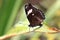 Papilio polytes (male)