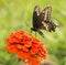 Papilio Polyxenes asterius, Eastern Black Swallowtail butterfly