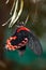 Papilio rumanzovia, Scarlet Mormon