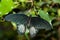 Papilio rumanzovia, Scarlet Mormon