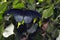 The Papilio rumanzovia - tropical butterfly