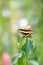 Papilio thoas, the king or Thoas swallowtail butterfly resting