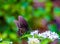 Papilio troilus, Black swallowtail butterfly, spicebush swallowtail butterfly, green clouded swallowtail on white flower