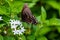 Papilio troilus, Black swallowtail butterfly, spicebush swallowtail butterfly, green clouded swallowtail on white flower