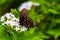 Papilio troilus, Black swallowtail butterfly, spicebush swallowtail butterfly, green clouded swallowtail on white flower