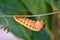 Papilio troilus caterpillar changing to chrysalis