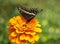 Papilio troilus, the spicebush swallowtail