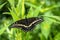 Papilio troilus, the spicebush swallowtail