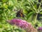 Papilio troilus, spicebush swallowtail