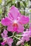 Papilionanda Khaw Boon Wan Orchid flowers in Singapore garden stock photo