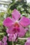 Papilionanda Khaw Boon Wan Orchid flowers in Singapore garden stock photo