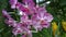 Papilionanda Khaw Boon Wan Orchid flowers in Singapore garden stock photo