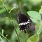 Papilionidae Butterfly