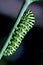 Papilionidae in a green tree of fennel