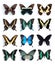 Papilionidae, Papilio (panel)