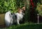 Papillion dog pet with white plume tail in grassy backyard