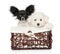 Papillon and bichon frise puppies in basket