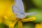 Papillon Bleu perched on yellow flower