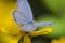 Papillon Bleu perched on yellow flower