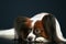 Papillon breed dog on a dark background