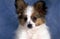 Papillon continental toy spaniel