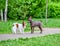 Papillon Continental Toy Spaniel and American Hairless Terriers dogs meeting on park path