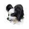 Papillon continental toy spaniel breed portrait watercolor, digital art. Isolated muzzle of lap pet, domestic animal originated