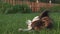 Papillon Continental Toy Spaniel puppy gnawing stick on green lawn stock footage video