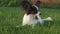 Papillon continental toy spaniel puppy gnawing stick on green lawn stock footage video