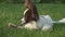 Papillon Continental Toy Spaniel puppy gnawing stick on green lawn stock footage video