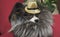 Papillon dog in beautiful suit in a fur coat and a concert hat with a butterfly is removed in the clip