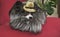 Papillon dog in beautiful suit in a fur coat and a concert hat with a butterfly is removed in the clip