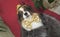 Papillon dog in beautiful suit in a fur coat and a concert hat with a butterfly is removed in the clip