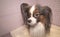 Papillon dog is blow dry after bathing in bathroom