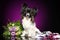 Papillon dog on dark purple background