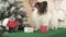 Papillon dog with gifts near New Year tree