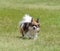 Papillon Dog on a Lawn