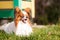 Papillon dog with opened mouth, yawning