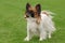 Papillon dog portrait